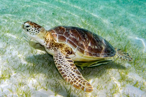 Green Sea Turtle reference