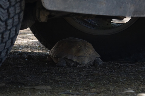 Chaco Tortoise reference