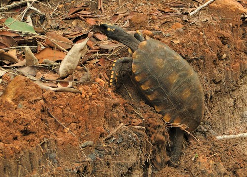 Yellow-footed Tortoise reference