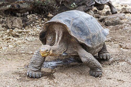 Española Giant Tortoise reference