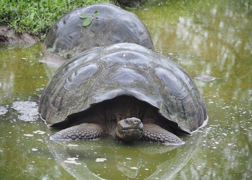 Galapagos Giant Tortoise reference