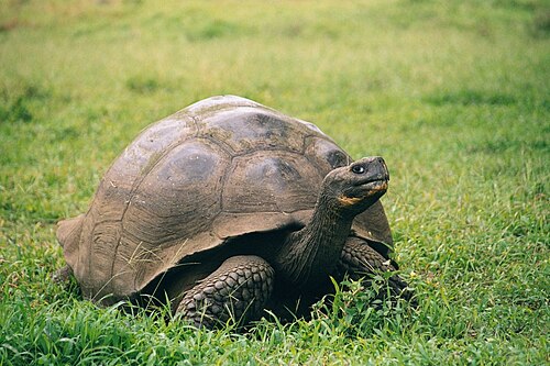 Western Santa Cruz Giant Tortoise reference