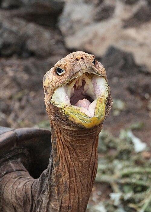 Isabela Island Tortoise reference