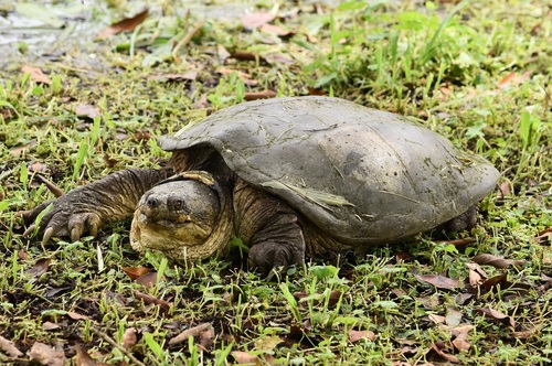 South American Snapping Turtle reference