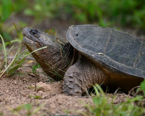 Common Snapping Turtle reference