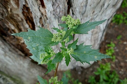 Nettle-leaved Goosefoot reference