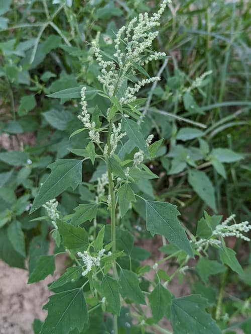 White Goosefoot reference