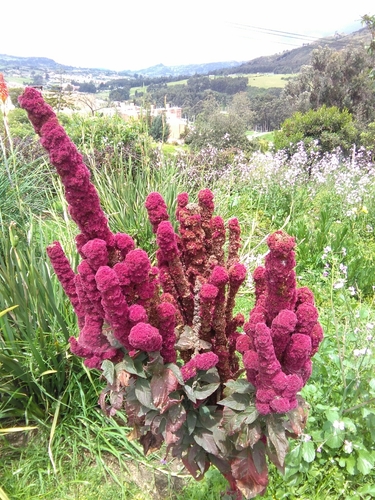 Quinoa reference