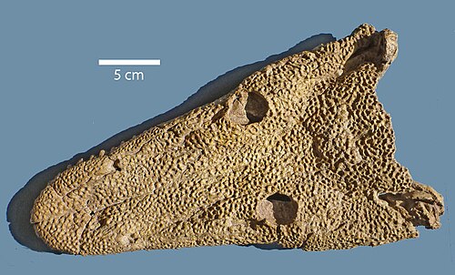 Chenoprosopus reference