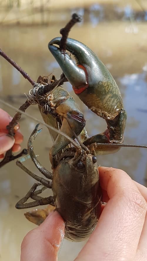 Common Yabbie reference