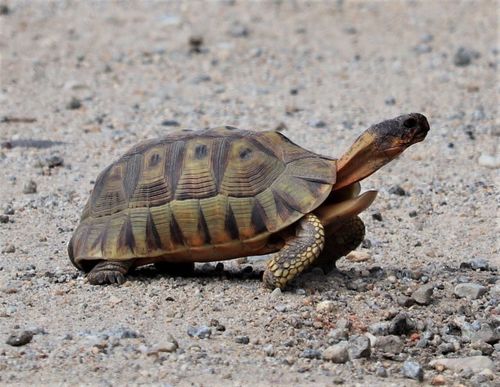 Angulate Tortoise reference