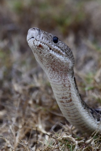 Cuban Boa reference
