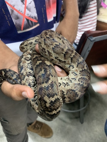 Hispaniolan Boa reference