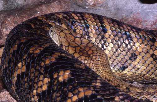 Jamaican Boa reference