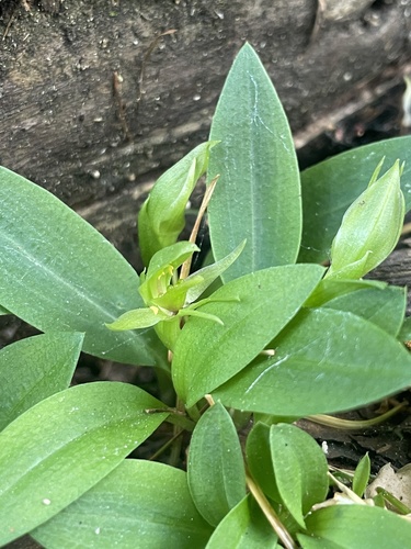 Green Bird Orchid reference