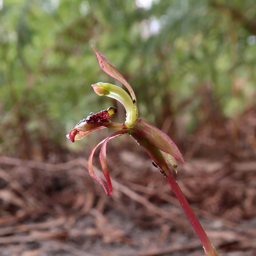 Autumn Bird Orchid reference