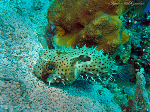 Bridled Burrfish reference