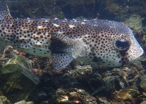 Spotted Burrfish reference