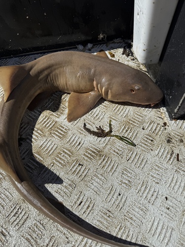 Brownbanded Bamboo Shark reference