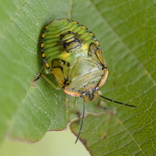 Green Stink Bug reference