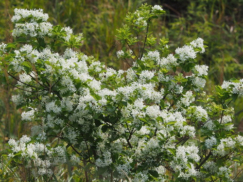 Chinese Fringe Tree reference