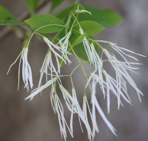 White Fringe Tree reference