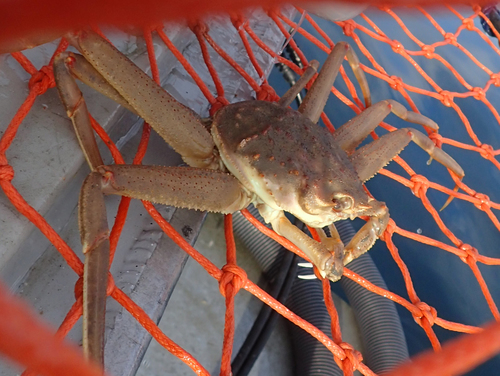 Tanner Crab reference