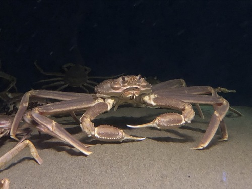 Snow Crab reference