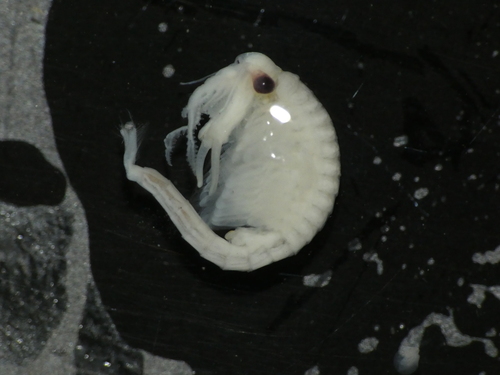Fairy Shrimp reference