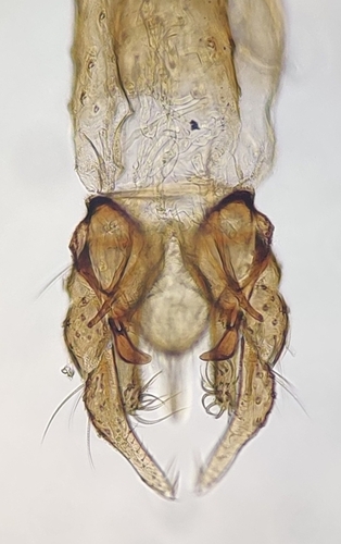 Harlequin Fly reference