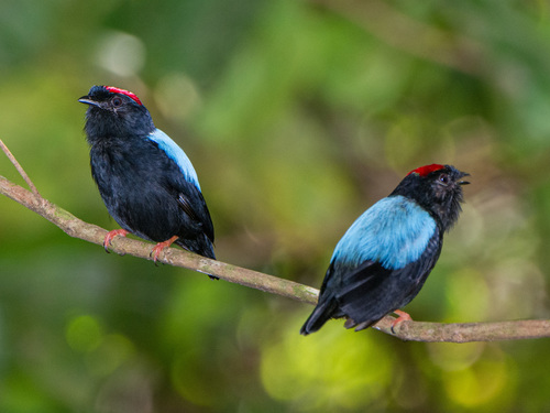 Blue-backed Manakin reference