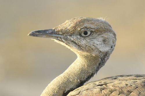 MacQueen's Bustard reference