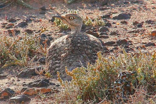 Houbara Bustard reference