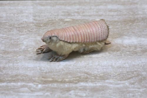 Pink Fairy Armadillo reference