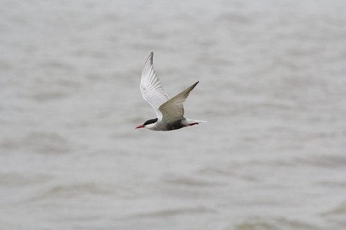 Whiskered Tern reference