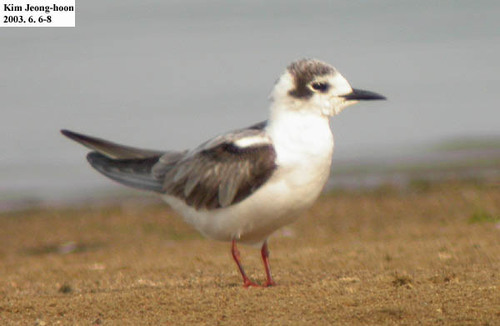 White-winged Tern reference