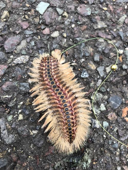 Golden Fireworm reference
