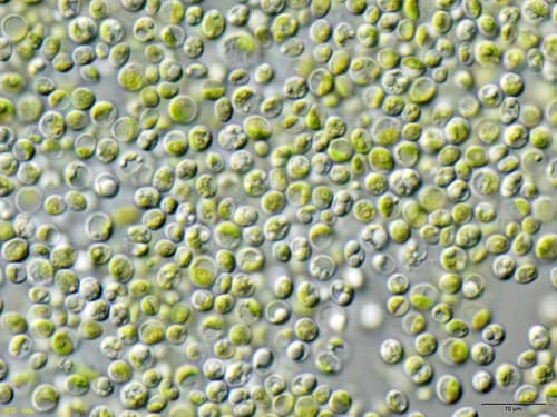 Green Microalga reference