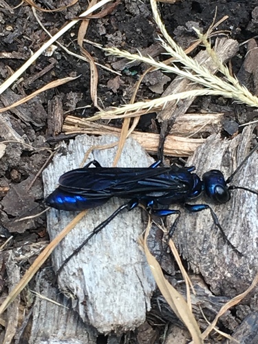 Steel-Blue Cricket Hunter reference