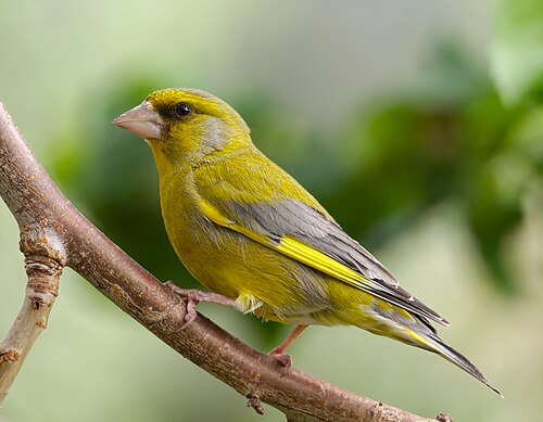 European Greenfinch reference