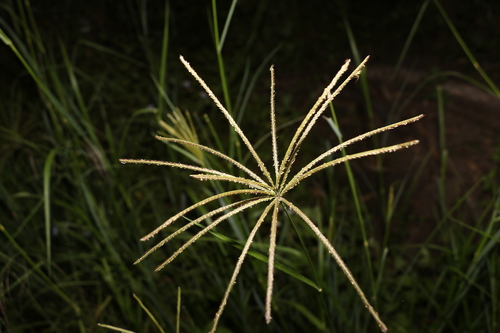 Rhodes Grass reference