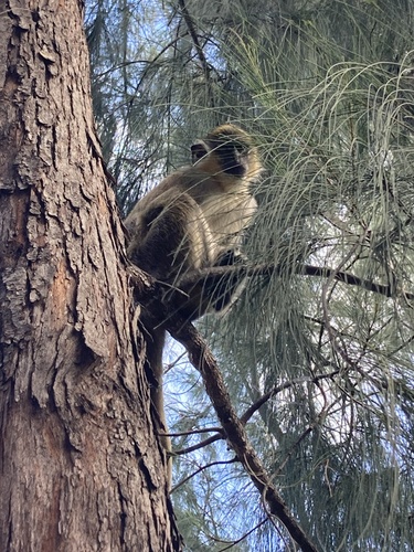 Green Monkey reference