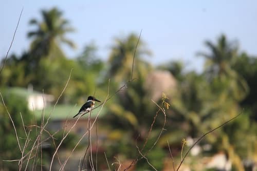 Green Kingfisher reference