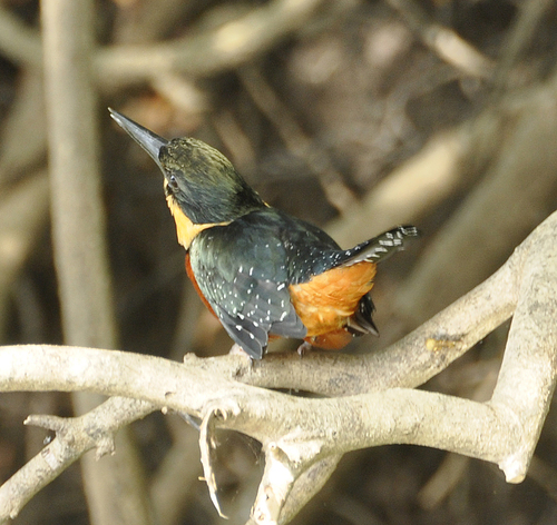 Green-and-rufous Kingfisher reference