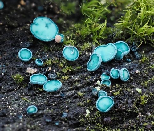 Blue-Green Elfcup reference