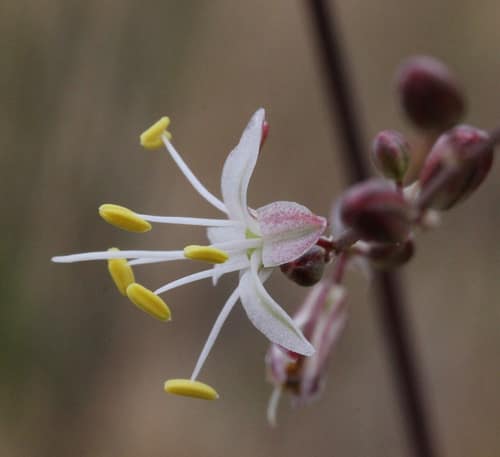 Small-Flowered Soap Plant reference