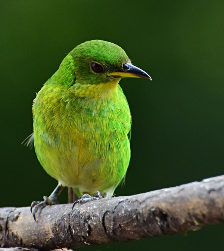 Green Honeycreeper reference