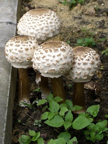 Brown Shaggy Parasol reference