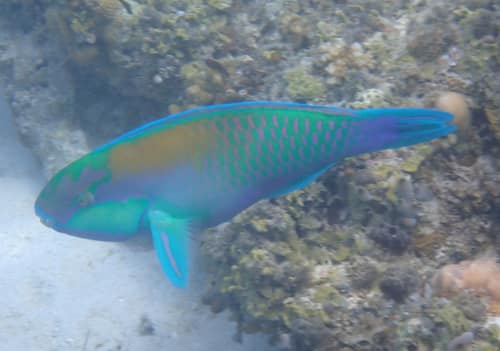 Bleeker's Parrotfish reference