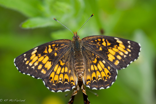 Harris's Checkerspot reference